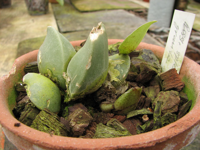 Rossioglossum splendens x grande.jpg