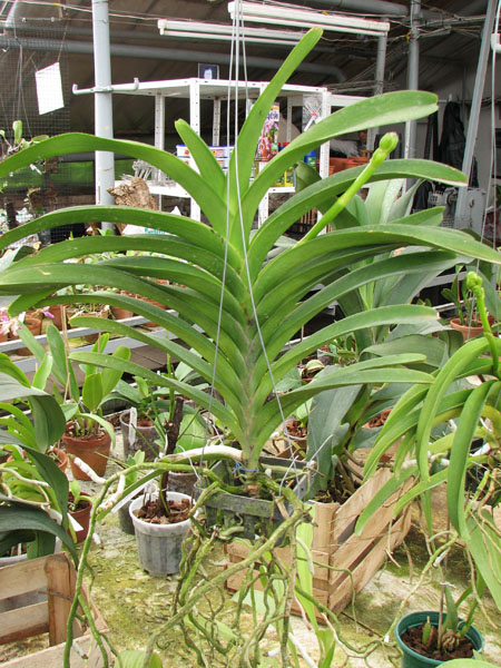 Vanda Sankhamphaeng x Vanda Patcharee's Delight.jpg