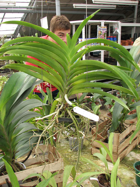 Ascocenda Phairot x Ascocenda Yip-Gua Chia Long.jpg