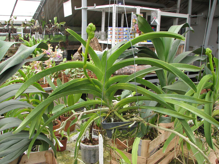 Vanda Sumon Spot x Ascocenda Pahirot x Ascocenda Kutlana Brown.jpg
