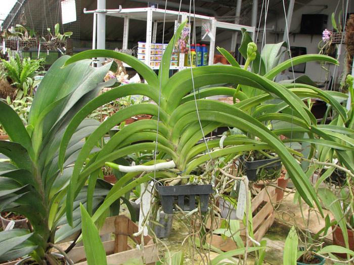 Ascocenda Laurel Paul x Vanda Pranermprai.jpg