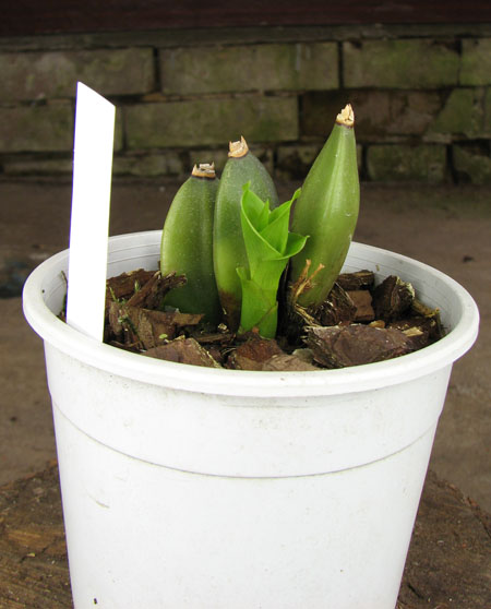 Lycaste aromatica.jpg