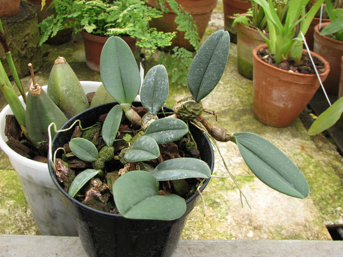 Bulbophyllum bootanoides.jpg