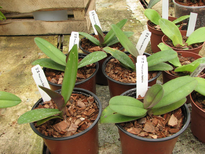 Doritaenopsis Lius Sakura.jpg