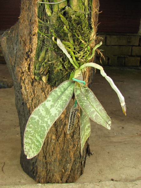 Phalaenopsis stuartiana.jpg