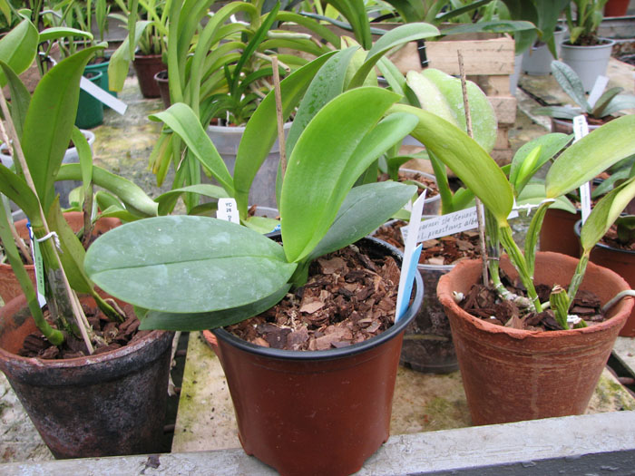 Doritaenopsis Shining Leopard.jpg