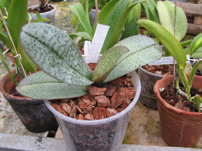 Phalaenopsis Cassandra (equestris x stuartiana).jpg