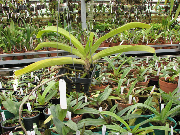 Rhynchostylis gigantea spot.jpg