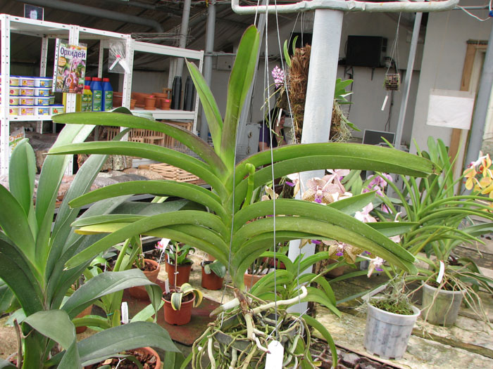 Vanda Lumpini Red x Vanda Dr Anek.jpg