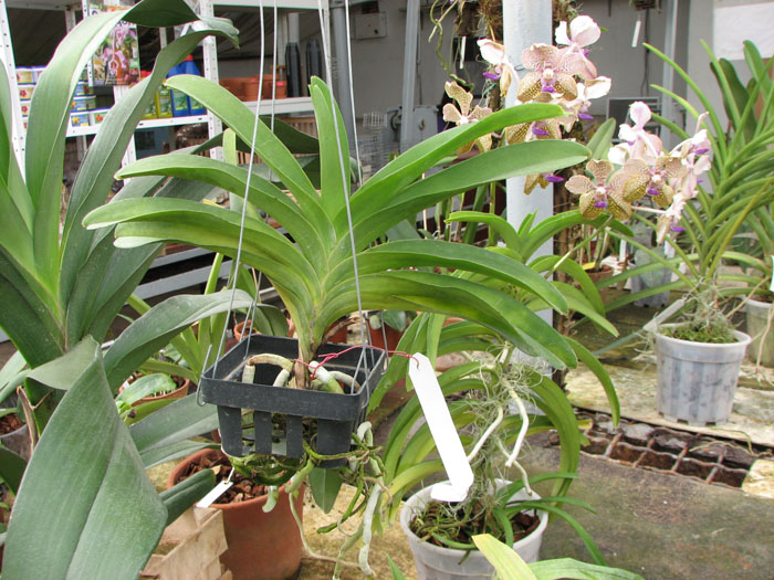 Vanda Pak Chong Blue.jpg