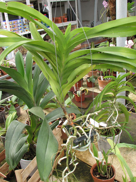 Vanda Sansai Blue.jpg