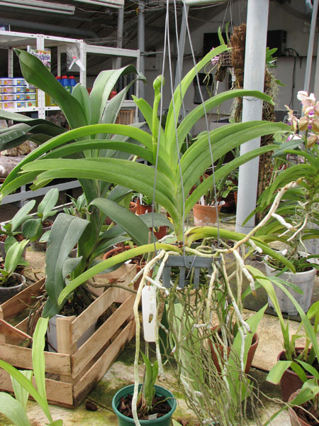 Vanda Gordon Dillon Lea x Ascocenda Suksamran Spot.jpg