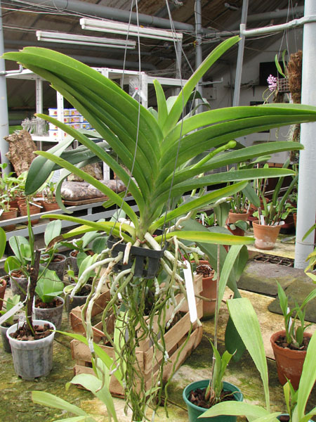 Vanda Kasem's Delight x Vanda Bitz's Heratthrob.jpg