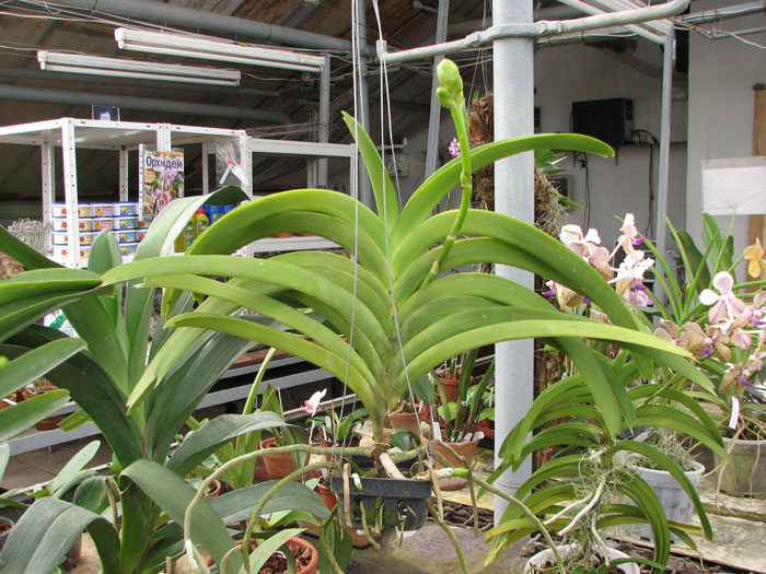 Vanda Pranermprai x Ascocenda Butterfly x Vanda Sankhamphaeng.jpg