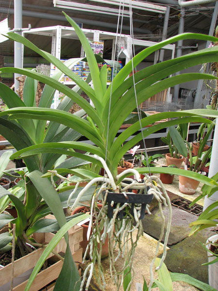 Vanda Siriporn Pink.jpg