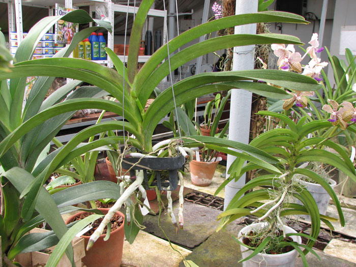 Vanda Pures Wax Patchara.jpg