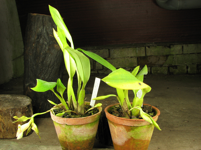 Trichopillia Senne Star.jpg