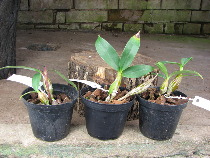 Dendrobium harveyanum.jpg