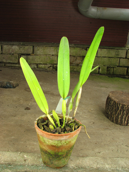 Laelia purpurata semi alba 'Deschamps' x Laelia purpurata semi alba 'Sindarosa'.jpg