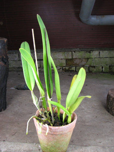Laelia pulcherrima coerulea.jpg