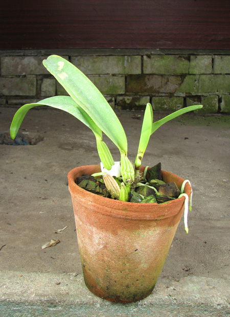 Cattleya percivaliana alba x self.jpg