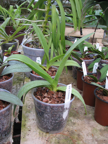 Doritis pulcherrima.jpg