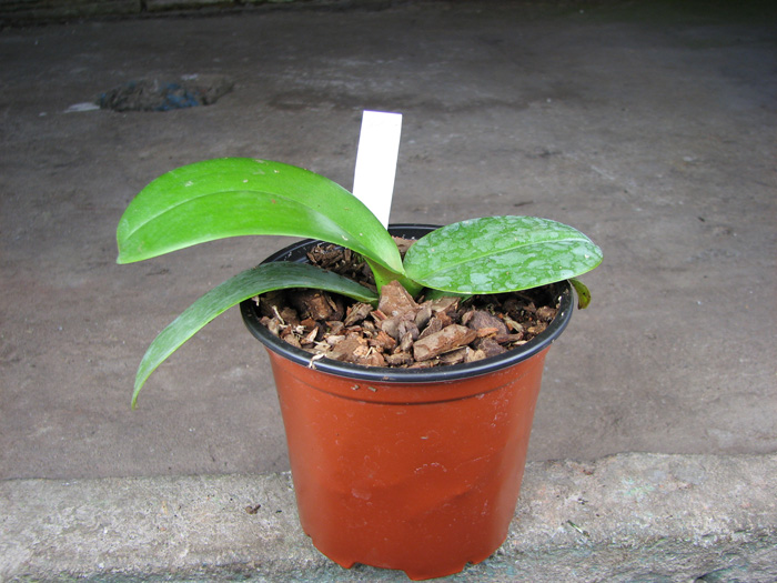 Phalaenopsis Green Pixie.jpg
