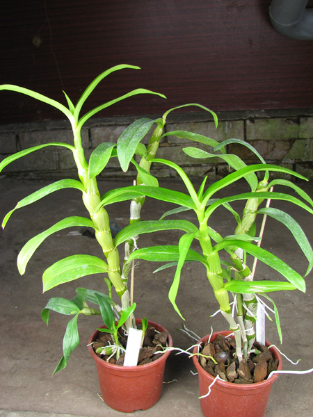 Dendrobium Red Emperor.jpg