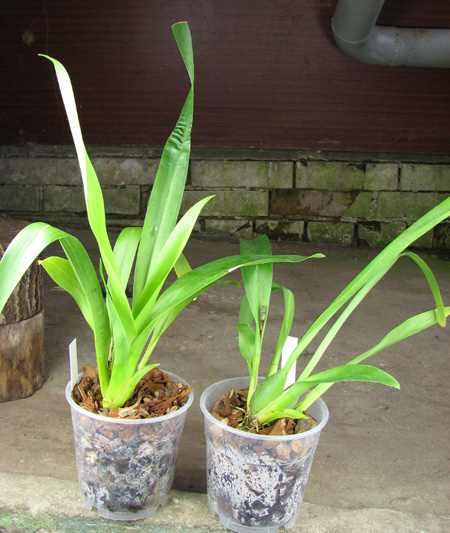 Vuylstekeara Yokara 'Perfection' x Oncidium leucochillum.jpg
