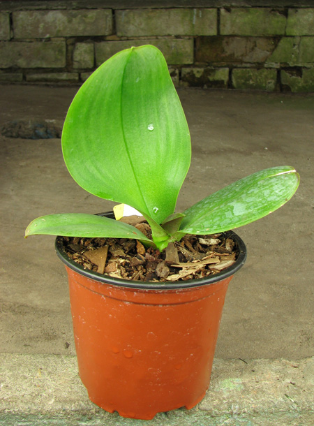 Doritaenopsis Little Gem Stripes 'No1'.jpg