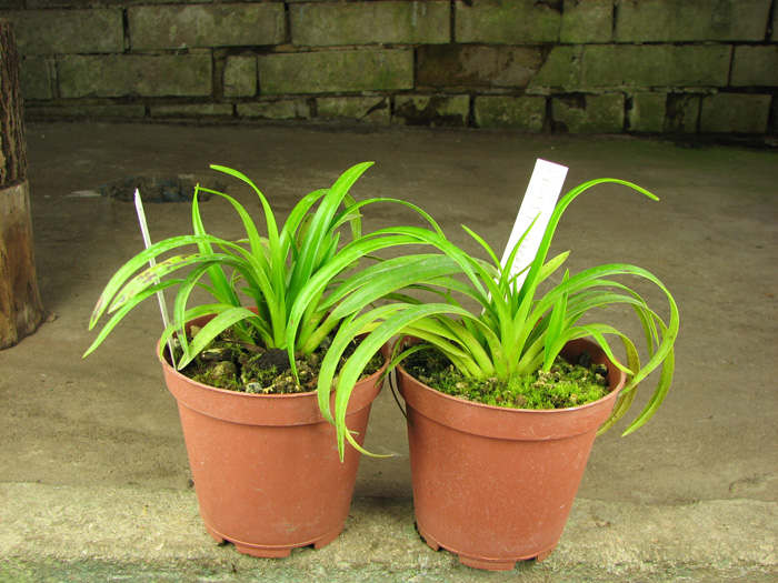 Phragmipedium pearcei x wallisii.jpg