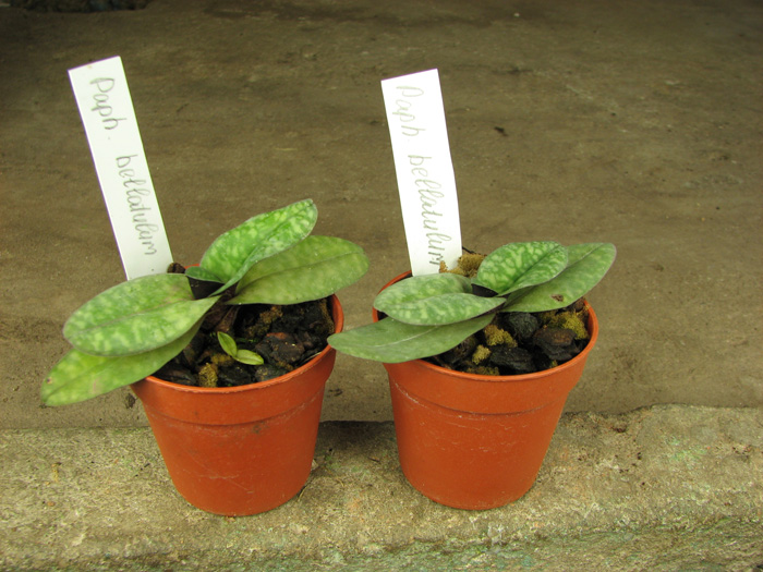 Paphiopedilum bellatulum.jpg