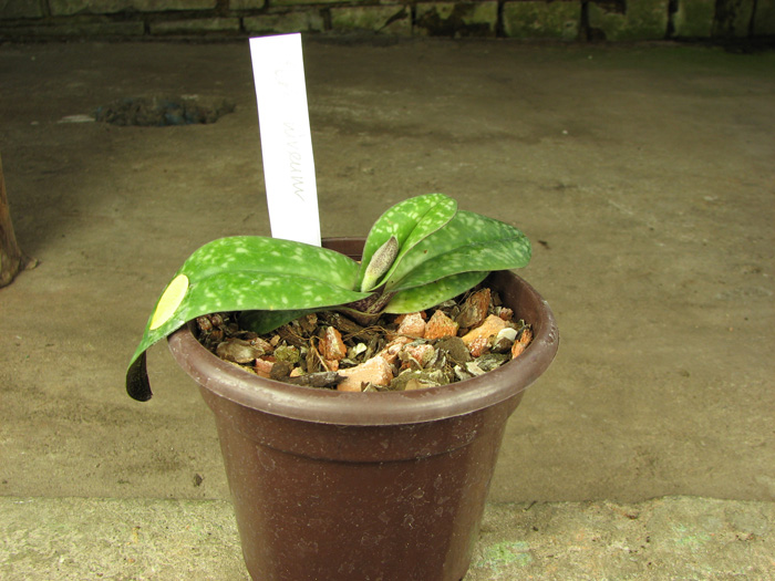 Paphiopedilum niveum.jpg