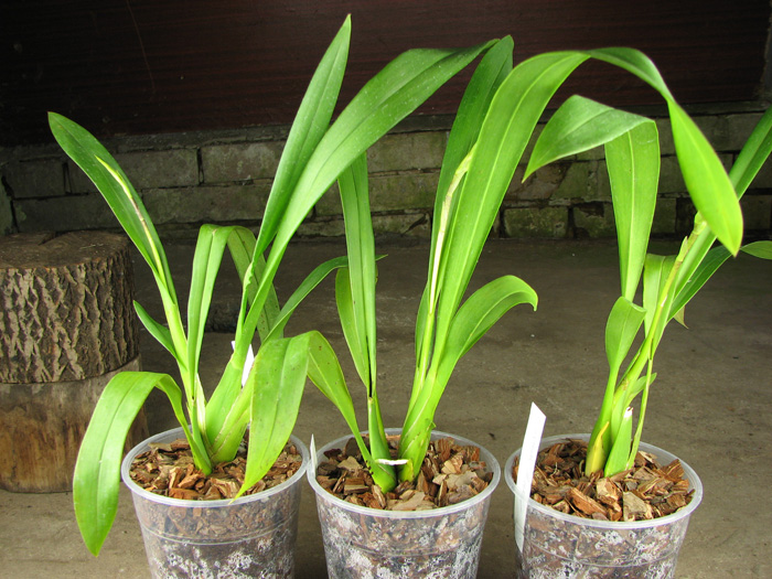 Brassada Mivada (Brassia brachiata X Ada aurantiaca).jpg