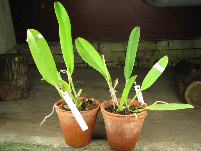 Cattleya rex x rex.jpg