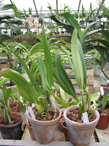 Laeliocattleya Canhamiana.jpg