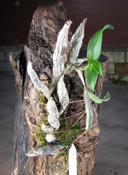 Coilostylis lacertina.jpg