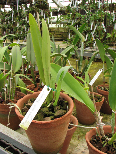 Cattleya mendelli concolor 'Bucaramanga' x SELF.jpg