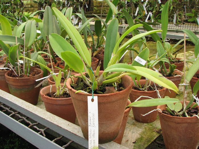 Cattleya mossiae alba 'Irene' x Cattleya mossiae alba 'Orosco'.jpg