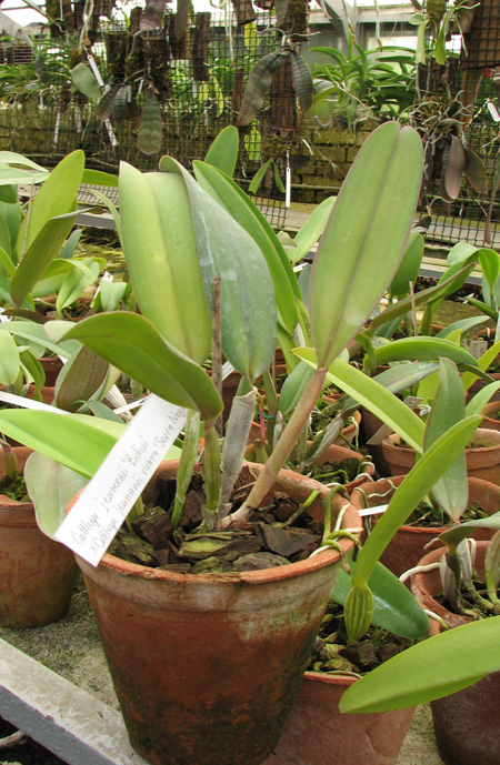 Cattleya jenmanii 'Boliva' x Cattleya jenmanii rubra 'Serra Negra'.jpg