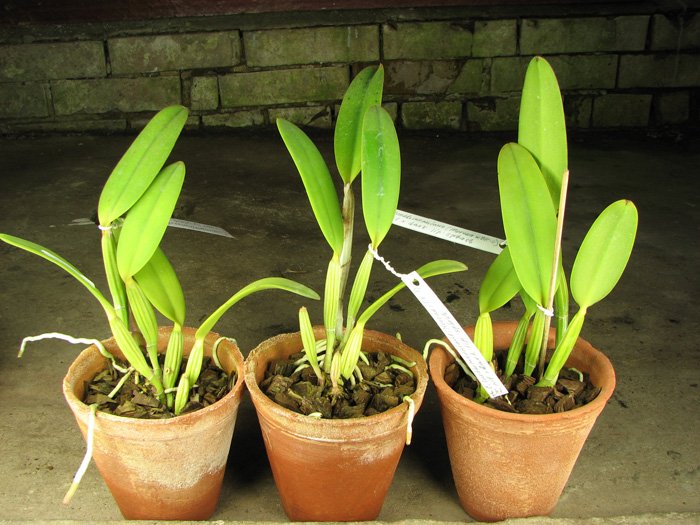 Cattleya lueddemanniana (Morena x OK-2) 'N 1' x lueddemanniana dark lip splash.jpg