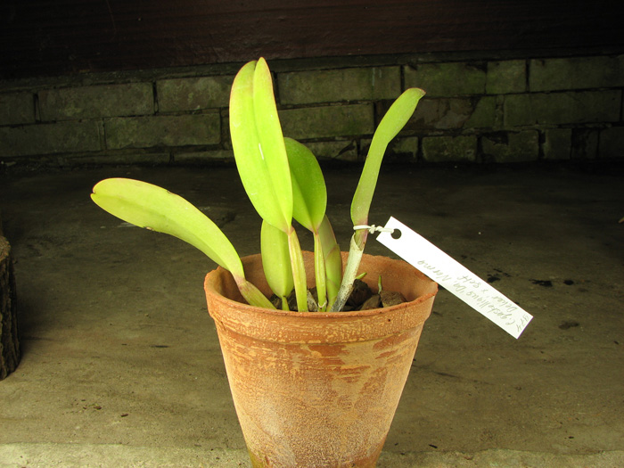 Cattleya gaskelliana 'Da Norma Dreher' x self.jpg