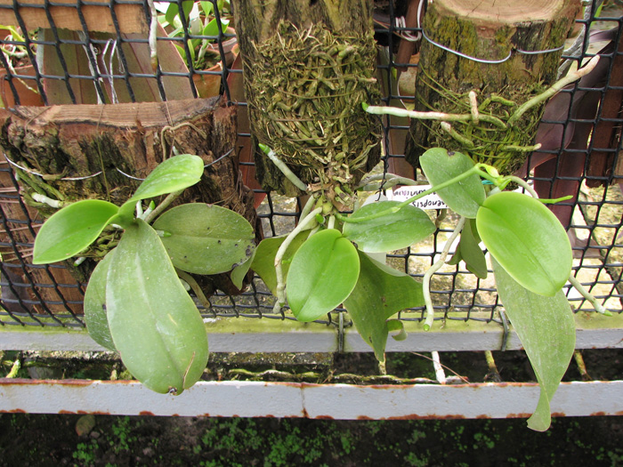 Phalaenopsis lueddemanniana.jpg