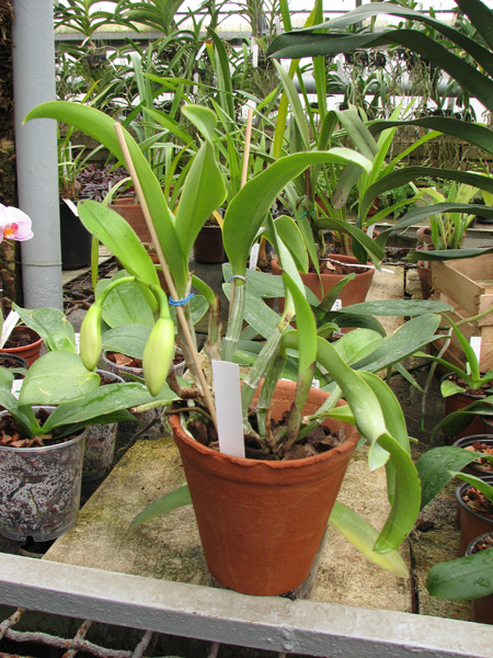 Laeliocattleya Dakao 'Flamea Enami'.jpg