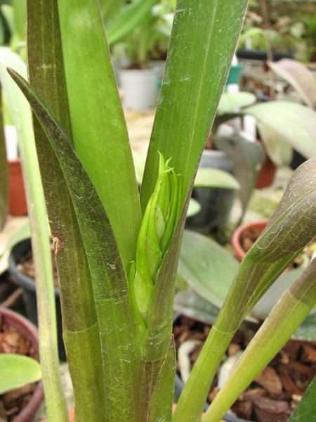 Цветонос орхидеи Ada Leopardo.jpg