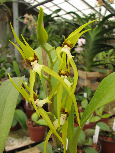 Brassia sp.jpg