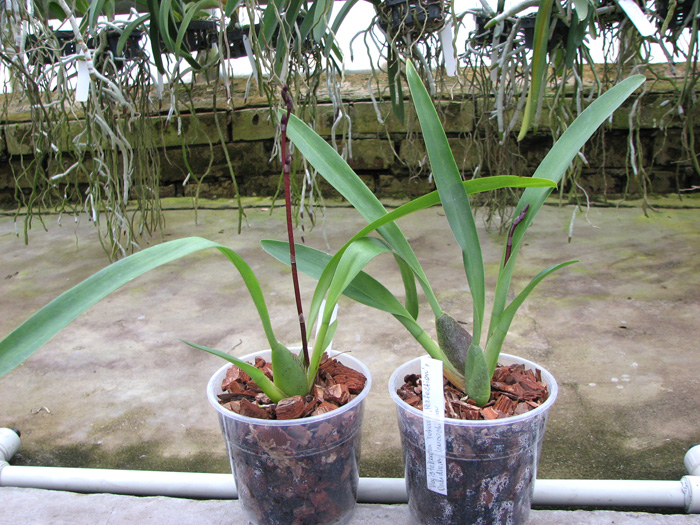Vuylstekeara Yokara 'Perfection' x Oncidium leucochillum.jpg