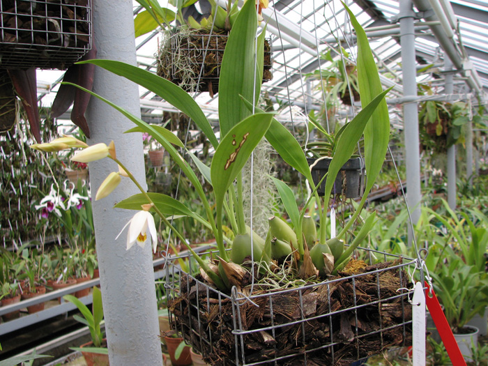 Coelogyne flaccida.jpg