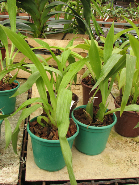 Zygopetalum 'Rhein Moonlight'.jpg