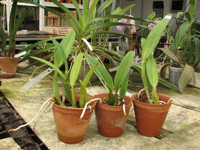Cattleya percivaliana 'Alberts' (original) (02-6) x Cattleya percivaliana.jpg